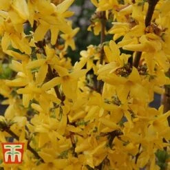 Forsythia X Intermedia 'Week-End' -Plants Sale FORS T66217 C