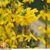 Forsythia X Intermedia 'Week-End' -Plants Sale FORS T66217 E