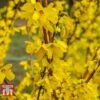 Forsythia 'Maree D'Or' 2 Forsythia 'Maree D'Or' -Plants Sale FORS T66219 A