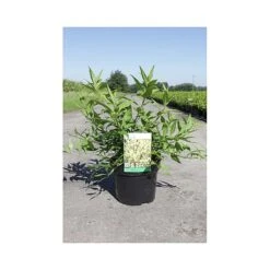 Forsythia 'Maree D'Or' -Plants Sale FORS T66219 A h