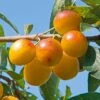 Plum 'Yellow Pershore' -Plants Sale FRMIR29490