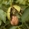 Walnut 'Europa' -Plants Sale FRNUT34060