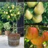Mini Apple And Pear Tree Collection 1 Mini Apple And Pear Tree Collection -Plants Sale FRUI 61617V A1