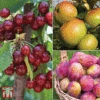 Favourite Fruit Tree Collection 1 Favourite Fruit Tree Collection -Plants Sale FRUI KA7999 AA