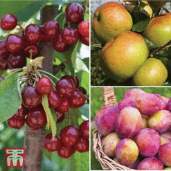 Favourite Fruit Tree Collection -Plants Sale FRUI KA7999 AA NOW