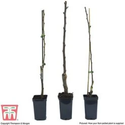 Fruit Tree Collection (Mini Fruit Tree) 14 Fruit Tree Collection (Mini Fruit Tree) -Plants Sale FRUI T69446P F1