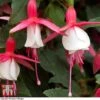 Fuchsia 'Alice Hoffman' (Hardy) -Plants Sale FUCH KA9929 A