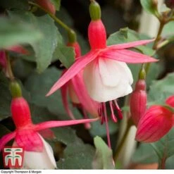 Fuchsia 'Alice Hoffman' (Hardy) -Plants Sale FUCH KA9929 C