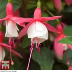 Fuchsia 'Alice Hoffman' (Hardy) -Plants Sale FUCH KA9929 D
