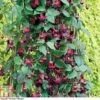 Fuchsia 'Lady In Black' -Plants Sale FUCH T16269 A h