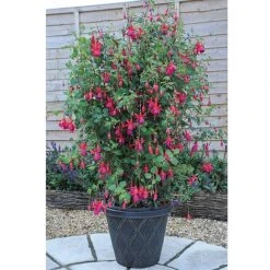 Fuchsia 'Pink Fizz' (Hardy) -Plants Sale FUCH T57098 B h
