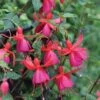Fuchsia 'Pink Fizz' (Hardy) 2 Fuchsia 'Pink Fizz' (Hardy) -Plants Sale FUCH T57099 A h