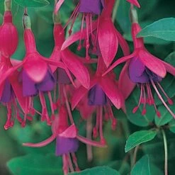 Fuchsia 'Tom Thumb' (Hardy) -Plants Sale FUCH T57754 A h