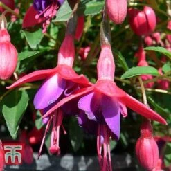 Fuchsia 'Tom Thumb' (Hardy) -Plants Sale FUCH T57754 B