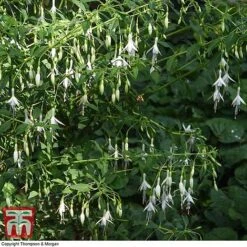 Fuchsia 'Hawkshead' (Hardy) -Plants Sale FUCH T65133 C
