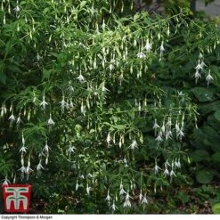 Fuchsia 'Hawkshead' (Hardy) -Plants Sale FUCH T65133 D