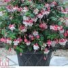 Fuchsia 'Swingtime' -Plants Sale FUCH T72124 A h