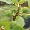 Green Fig -Plants Sale Fig2