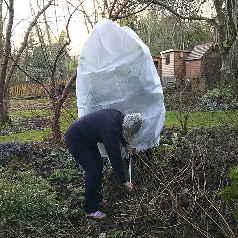 Ultimate Protection 50GSM Frost Fleece Plant Jacket - 1.6m Wide X 2m High 6 Ultimate Protection 50GSM Frost Fleece Plant Jacket - 1.6m Wide X 2m High - Image 4