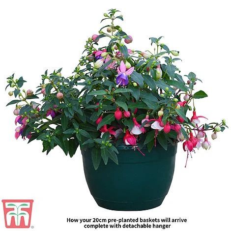 Fuchsia Trailing Pre-Planted Basket 6 Fuchsia Trailing Pre-Planted Basket - Image 4