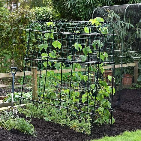 Garden Gear Pea & Bean Tunnel 1.8 X 1.8m 3 Garden Gear Pea & Bean Tunnel 1.8 X 1.8m