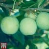 Gage 'Old Greengage' 1 Gage 'Old Greengage' -Plants Sale GAGE TKA1899 A