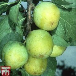 Gage 'Reine Claude D´Oullins' 7 Gage 'Reine Claude D´Oullins' -Plants Sale GAGE TKA1901 A