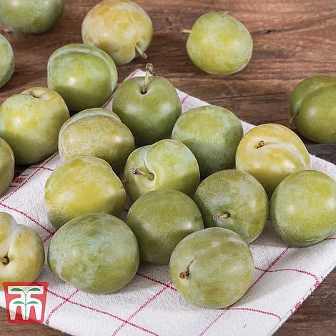 Gage 'Reine Claude D´Oullins' 5 Gage 'Reine Claude D´Oullins' - Image 3