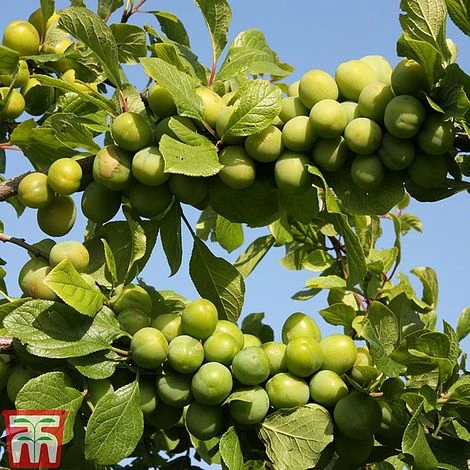 Gage' Stella`s Star' 3 Gage' Stella`s Star'