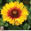 Gaillardia 'Mesa Bright Bicolour' 2 Gaillardia 'Mesa Bright Bicolour' -Plants Sale GAIL P3242 A h