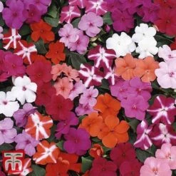 Garden Ready Basket Collection 15 Garden Ready Basket Collection -Plants Sale GARD KB3132 L