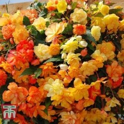 Garden Ready Basket Collection 11 Garden Ready Basket Collection -Plants Sale GARD KB3133 C