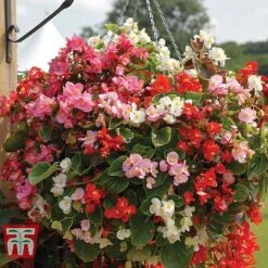 Garden Ready Basket Collection 12 Garden Ready Basket Collection -Plants Sale GARD KB3133 D