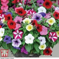 Garden Ready Basket Collection 14 Garden Ready Basket Collection -Plants Sale GARD KB3133 E