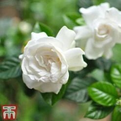 Gardenia 'Deluxe' -Plants Sale GARD TKA2913 B