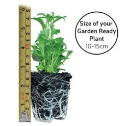 Garden Ready Basket Collection 13 Garden Ready Basket Collection -Plants Sale GARDEN READY SIZE23