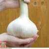 Elephant Garlic (Spring/Autumn Planting) 1 Elephant Garlic (Spring/Autumn Planting) -Plants Sale GARL ZWW4036 A h
