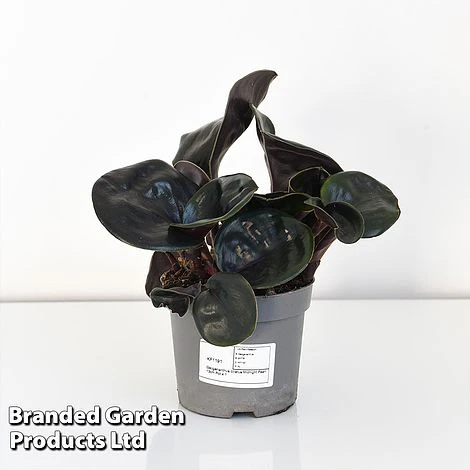 Geogenanthus Ciliatus 'Midnight Pearl' 5 Geogenanthus Ciliatus 'Midnight Pearl' - Image 3