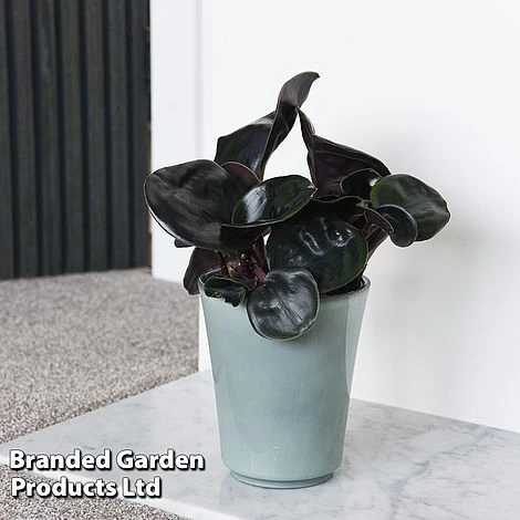 Geogenanthus Ciliatus 'Midnight Pearl' 4 Geogenanthus Ciliatus 'Midnight Pearl' - Image 2