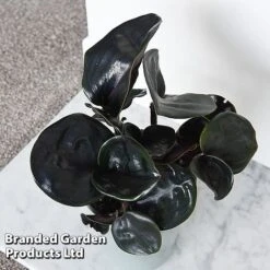 Geogenanthus Ciliatus 'Midnight Pearl' 10 Geogenanthus Ciliatus 'Midnight Pearl' -Plants Sale GEOG MIDNIGHTP T44495