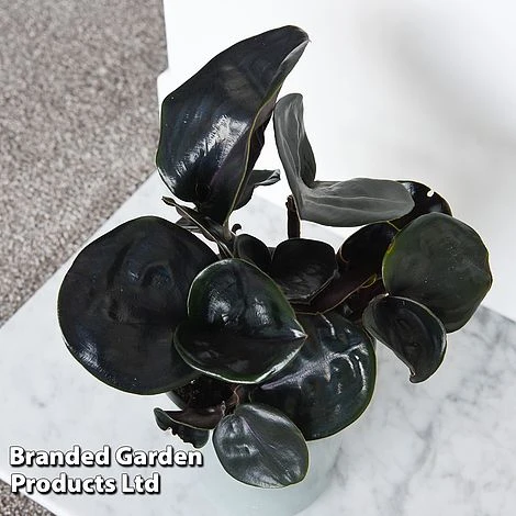 Geogenanthus Ciliatus 'Midnight Pearl' 6 Geogenanthus Ciliatus 'Midnight Pearl' - Image 4