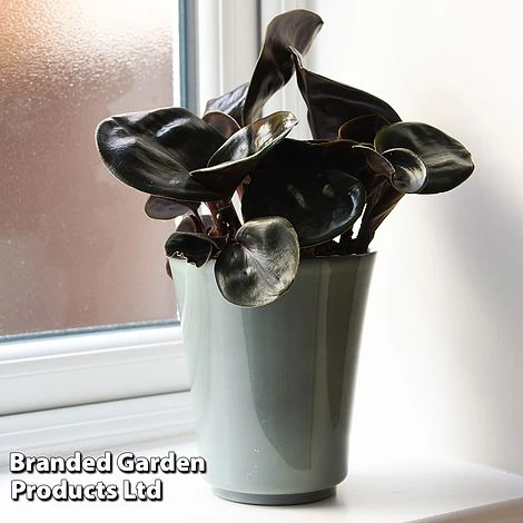 Geogenanthus Ciliatus 'Midnight Pearl' 3 Geogenanthus Ciliatus 'Midnight Pearl'