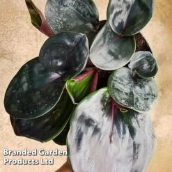 Geogenanthus Ciliatus 'Midnight Pearl' 11 Geogenanthus Ciliatus 'Midnight Pearl' -Plants Sale GEOG MIDNIGHTP WKF1191