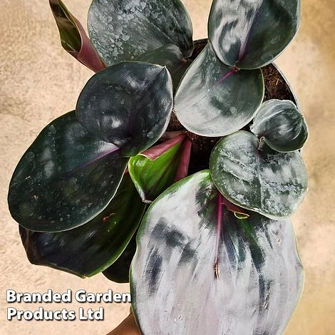 Geogenanthus Ciliatus 'Midnight Pearl' 7 Geogenanthus Ciliatus 'Midnight Pearl' - Image 5