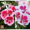 Geranium 'Flower Fairy Splash' Duo