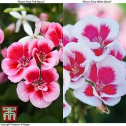 Geranium 'Flower Fairy Splash' Duo