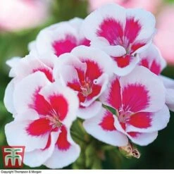 Geranium 'Flower Fairy Splash' Duo -Plants Sale GERA KB2797 C