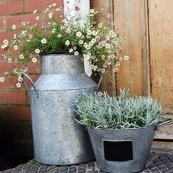 Galvanised Milk Churn H42cm -Plants Sale GMC42 2