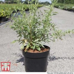Goji Berry 'Sweet Lifeberry' -Plants Sale GOJI T66348 F