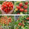 Tomato Collection (Grafted) -Plants Sale GRAFT TOM COL